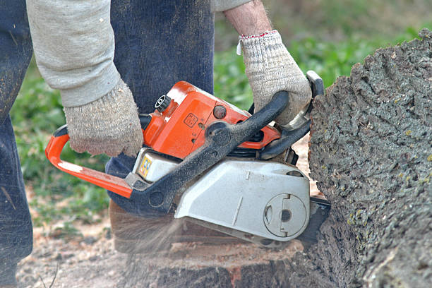 Dunedin, FL Tree Care Company